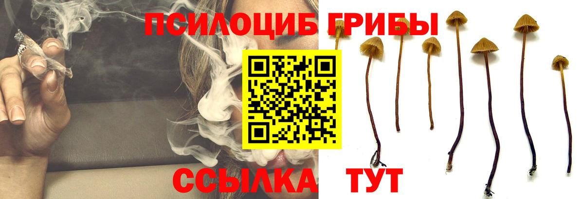 Псилоцибиновые грибы Cubensis Уссурийск